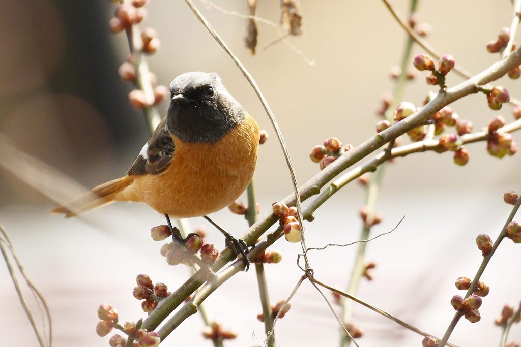 凜々しく　DSC_7531