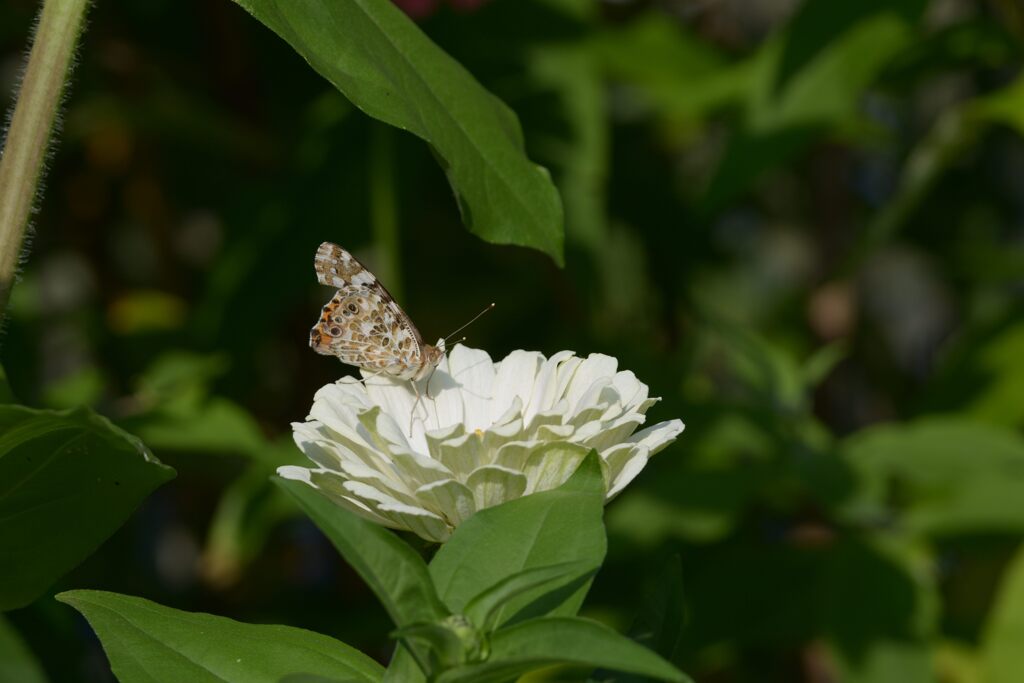 朝のチョウ　DSC_6988