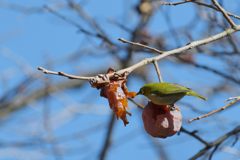 美味しい！　DSC_5295