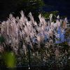 風のない朝　DSC_4611