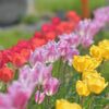 黄色も咲いた　　DSC_8459