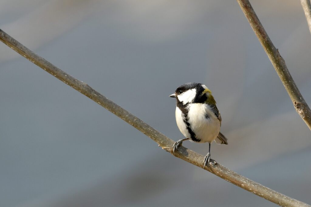 風　DSC_7524