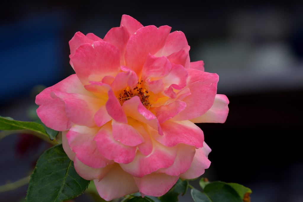 命あるかぎり　DSC_5072