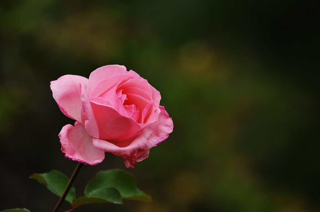 一輪　DSC_9542