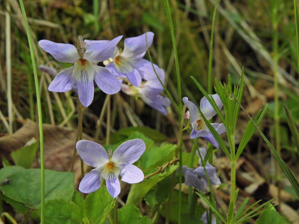 山道に咲く　DSCN5194