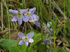 山道に咲く　DSCN5194