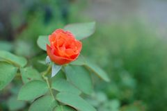 アンネのバラ開花　DSC_3191