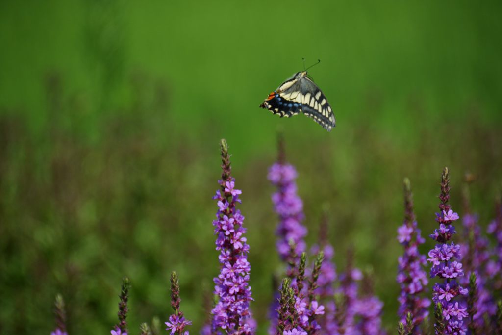 紫から緑に舞う　DSC_2586