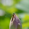 ハスとトンボ　２　DSC_2830