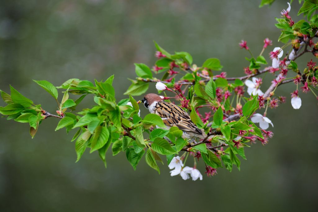 サクラにスズメ　DSC_4757