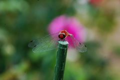 透明な翅　   DSC_3660