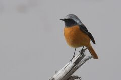 ジョウビタキ　　DSC_6567