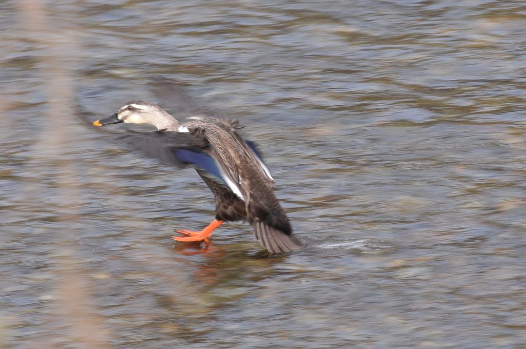 着水　　DSC_2305