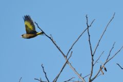 カワラヒワ　DSC_3397