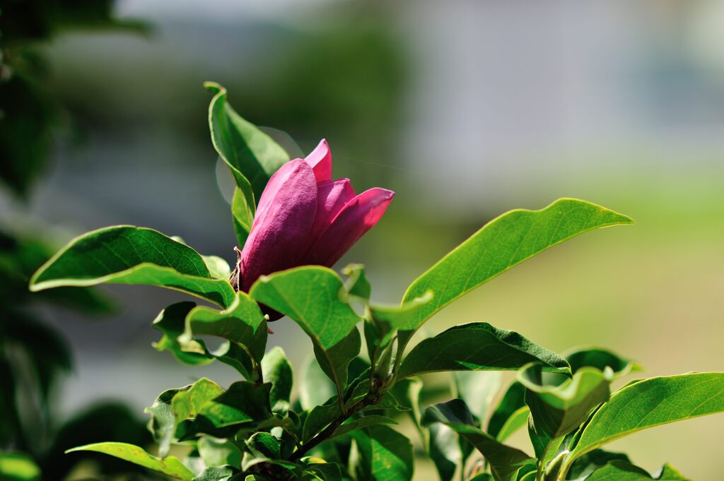 木蓮再び　　DSC_5290