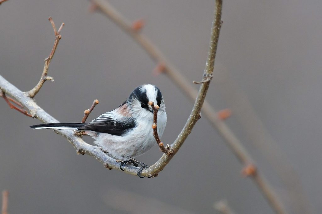 見つめる　DSC_6636