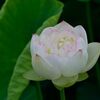 ハスの花　　DSC_5806