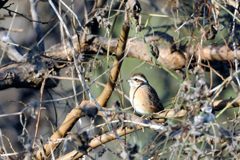 お日様大好き・・・　　　DSC_8927