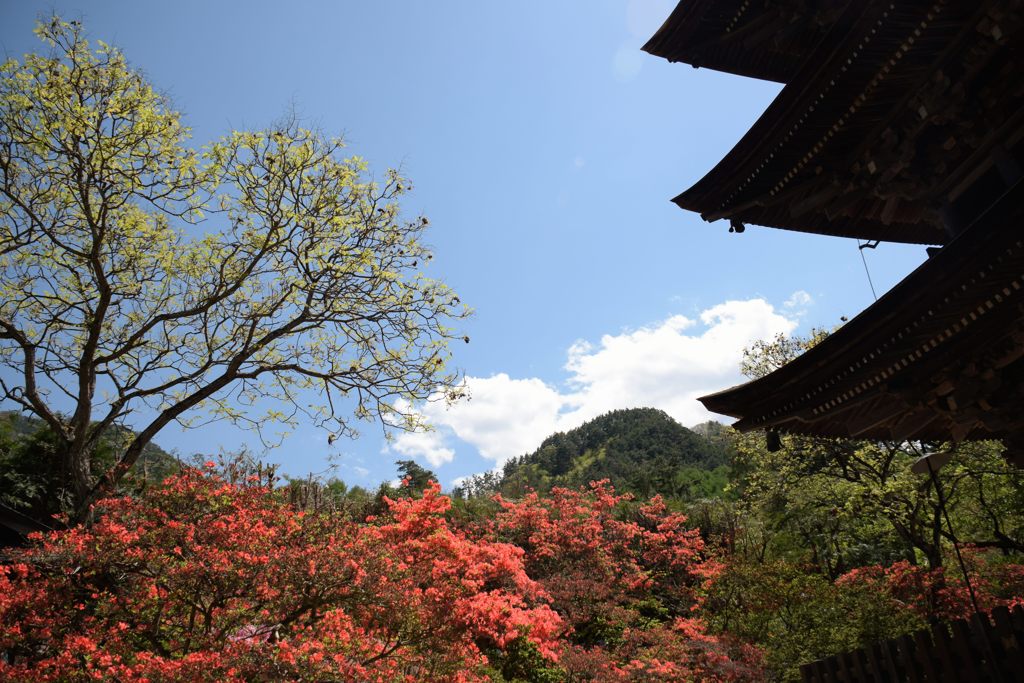 山ツツジ咲く頃　　DSC_1833