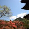 山ツツジ咲く頃　　DSC_1833