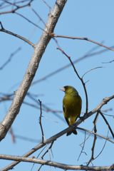 カワラヒワ　 DSC_0573