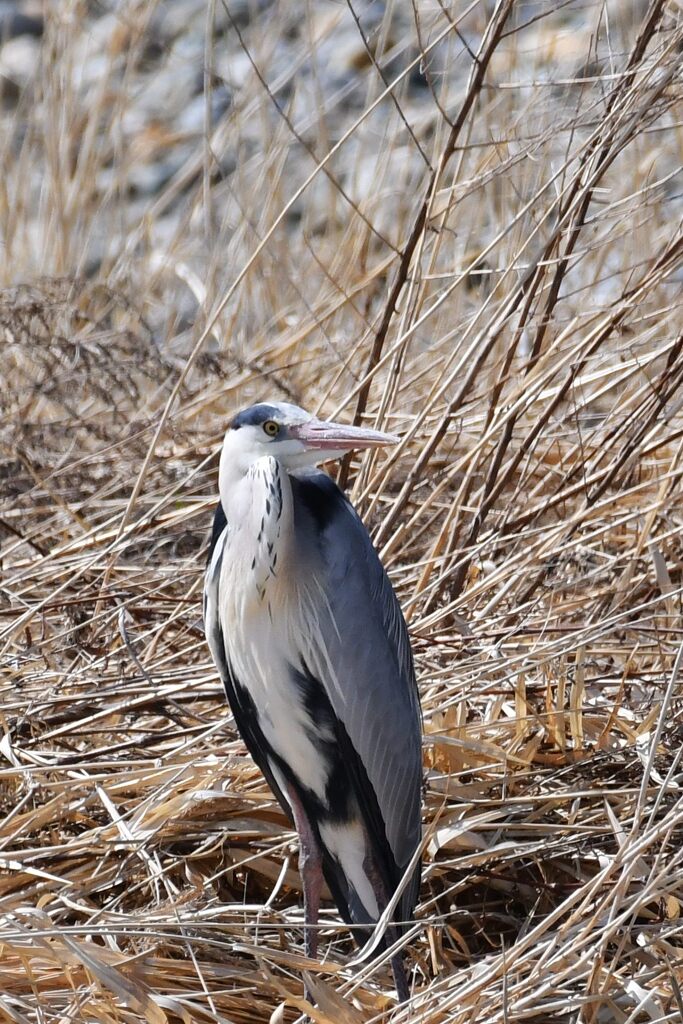 アオサギ　　　DSC_1103