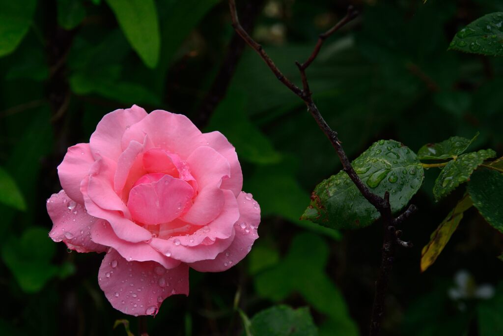 雨のバラ一輪　　DSC_4450