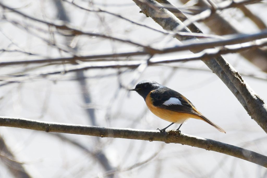 ジョウビタキ　DSC_6869