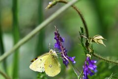 野の花にモンキチョウ　　　DSC_2069