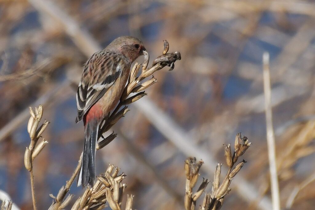 ベニマシコ　　DSC_5723