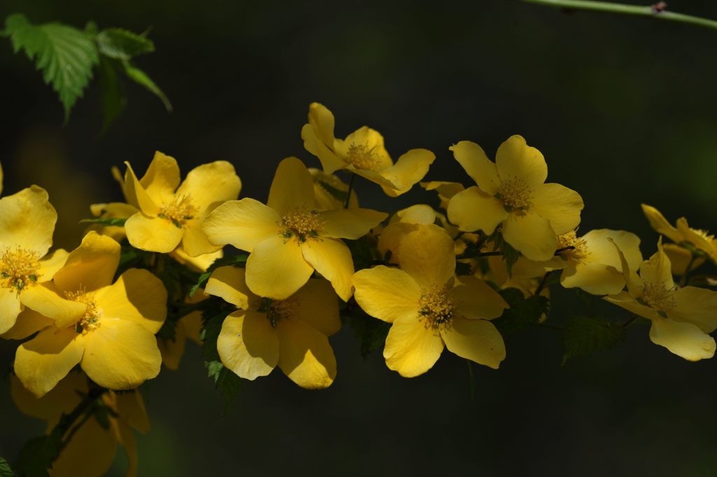 ヤマブキ咲く　　DSC_2444