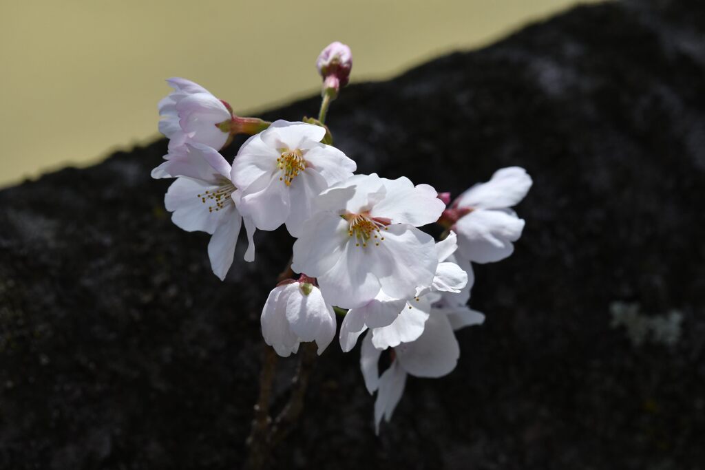 サクラ　　DSC_1866