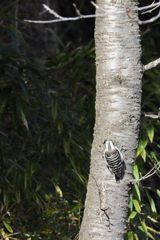 ボクはセミじゃないよ　DSC_5860