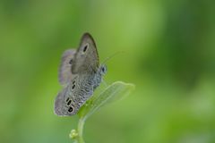 ヒメウラナミジャノメ　DSC_5280