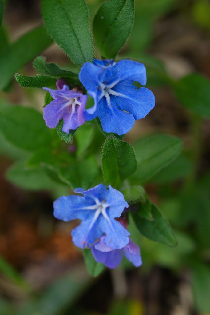 ホタルカズラ　　DSC05378