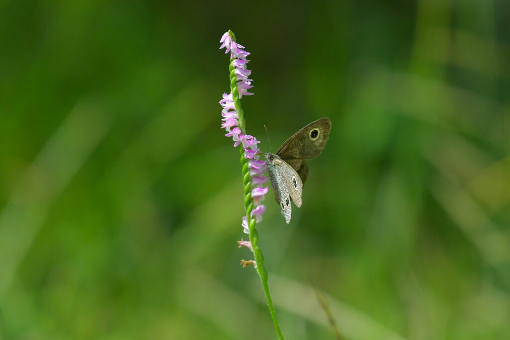 ネジバナにヒメウラナミジャノメ　　DSC_0164