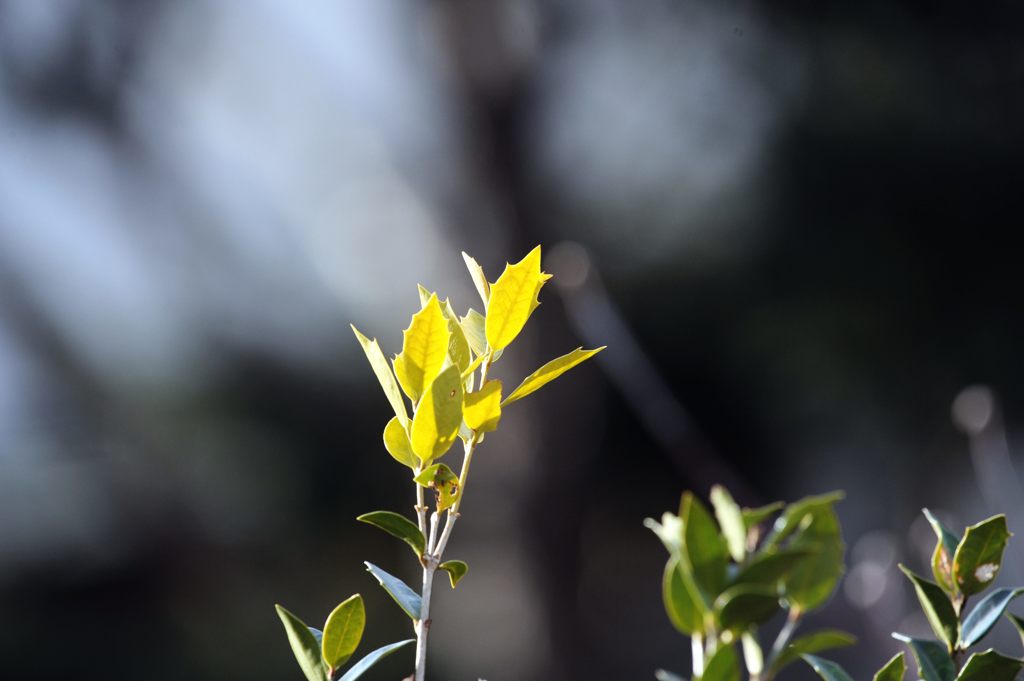 春を待つ　DSC_7090