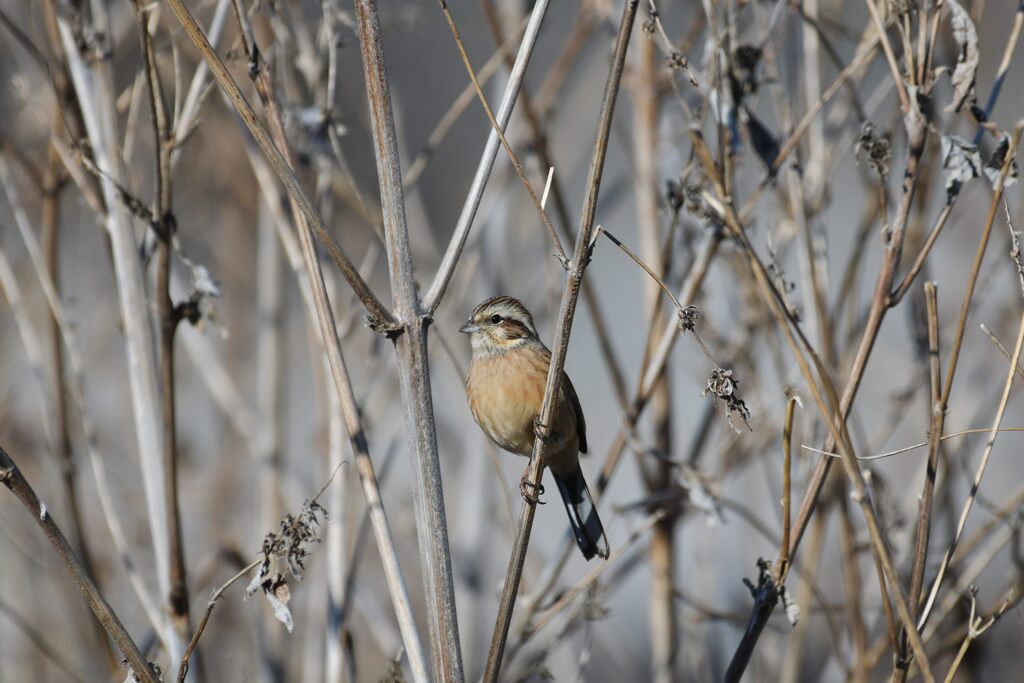 ホオジロ　　DSC_5712