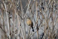 ホオジロ　　DSC_5712