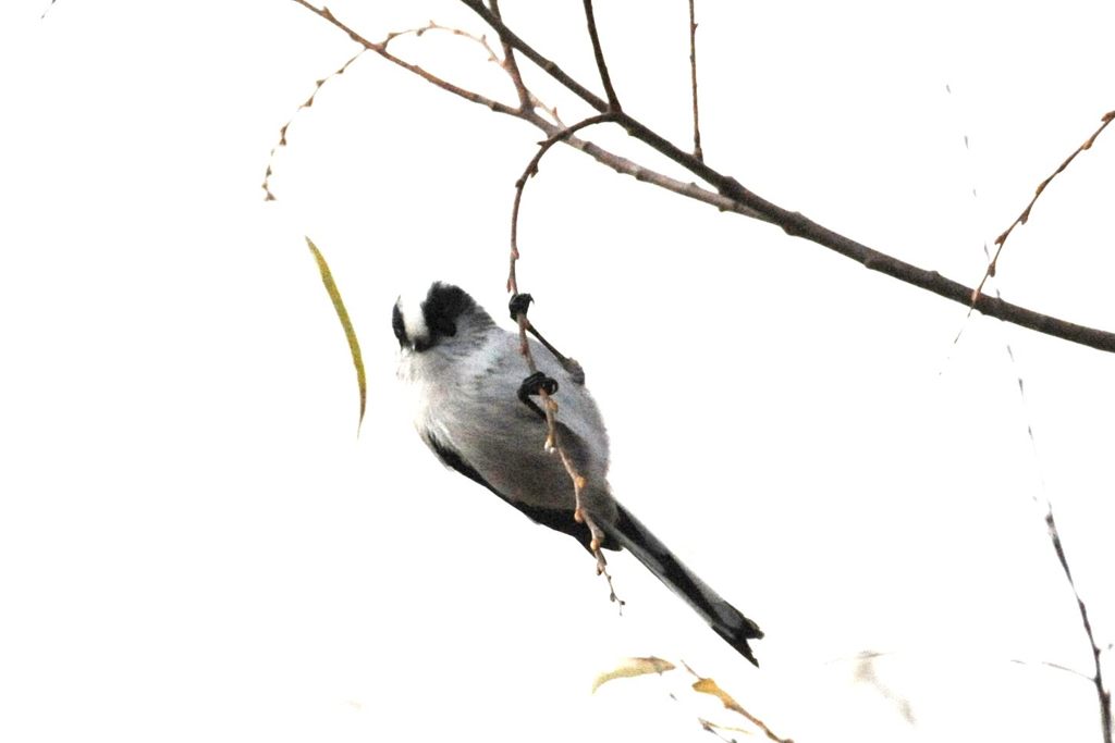 平気だもん！　　DSC_9398