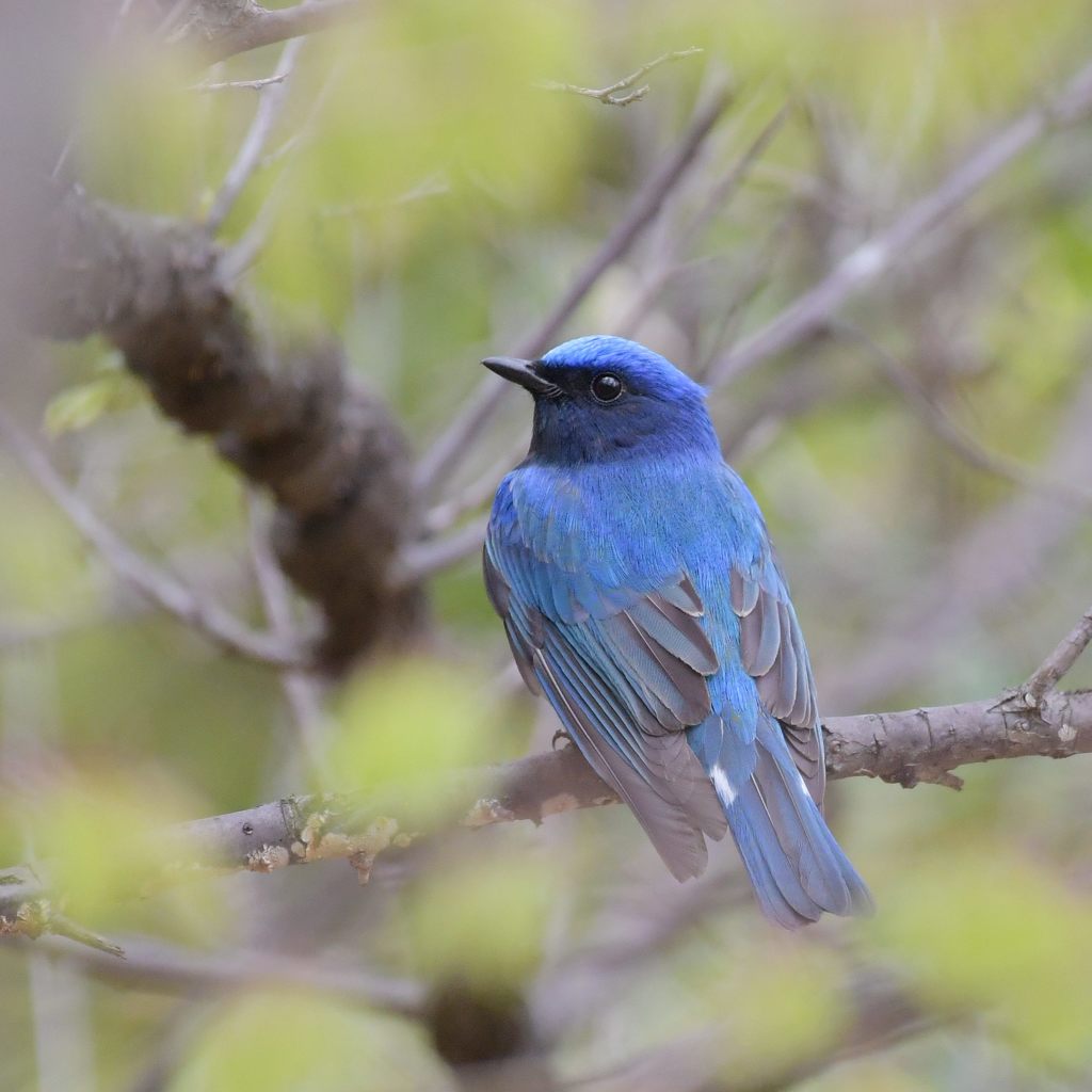 青い鳥　DSC_9903