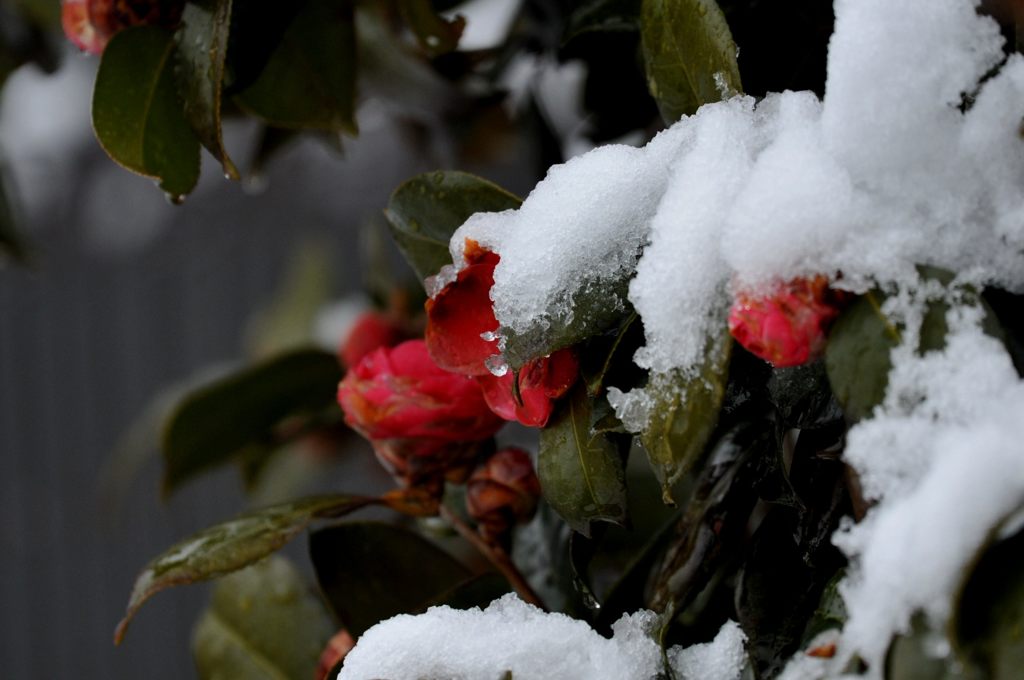 雪椿　　DSC_0808