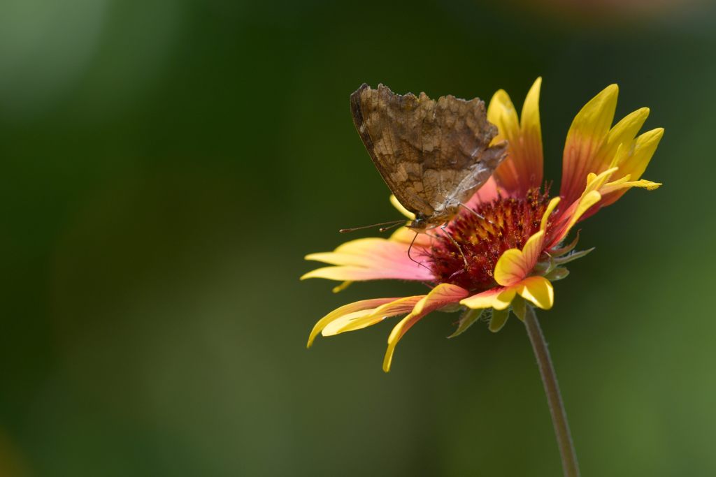 至福の時　DSC_4744