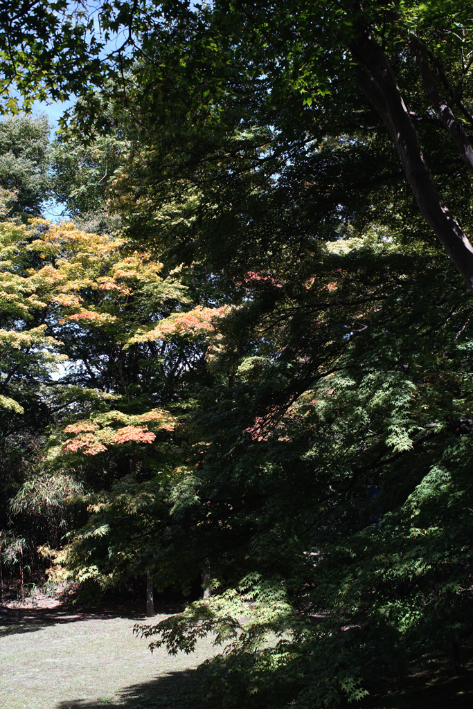 まもなく紅葉の季節に　　DSC02759