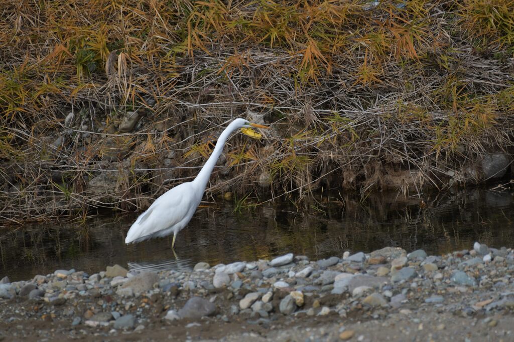 探す　　DSC_3980