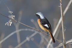 別れを思う頃　　DSC_7635