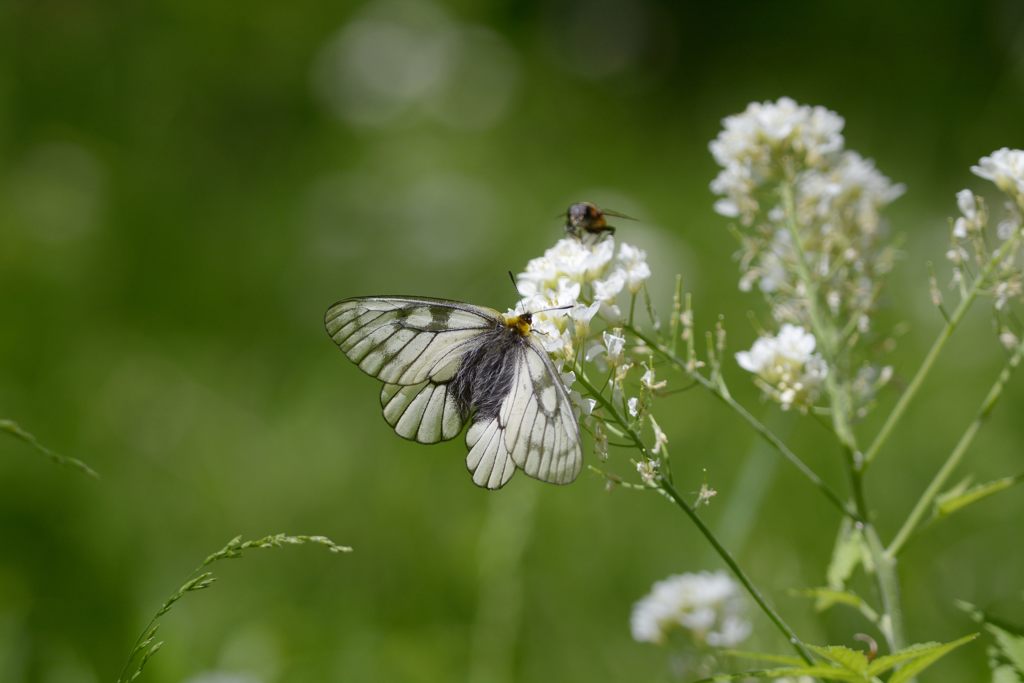 ウスバシロチョウ　１　DSC_4323