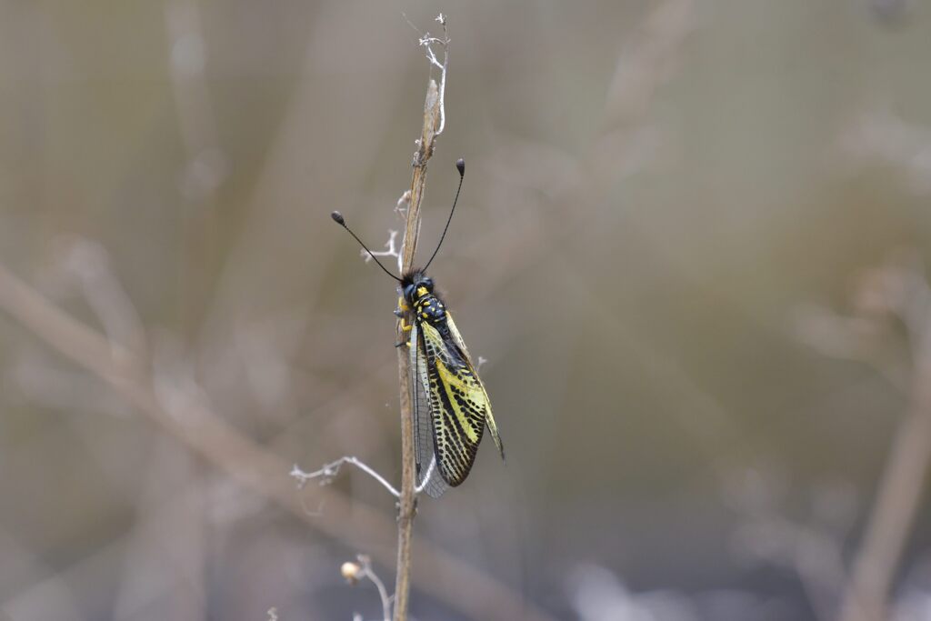 キバネツノトンボ　　DSC_3871