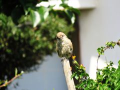 何思う・・・　IMG_2756