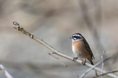 ホオジロ　DSC_1094